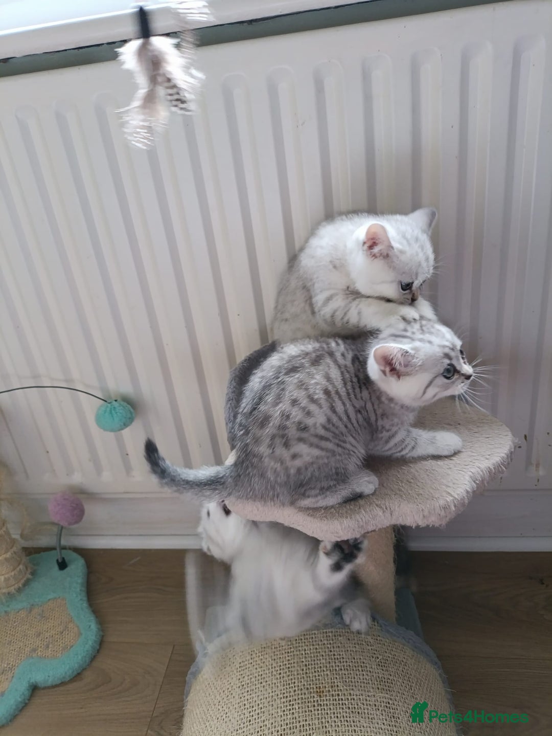 British Shorthair cats for sale: Beautiful  British Shorthair kittens  - Advert 30