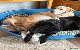 Labrador Retriever dogs for sale: Last KC registered girl - Image 6