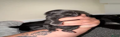 Kitten 2