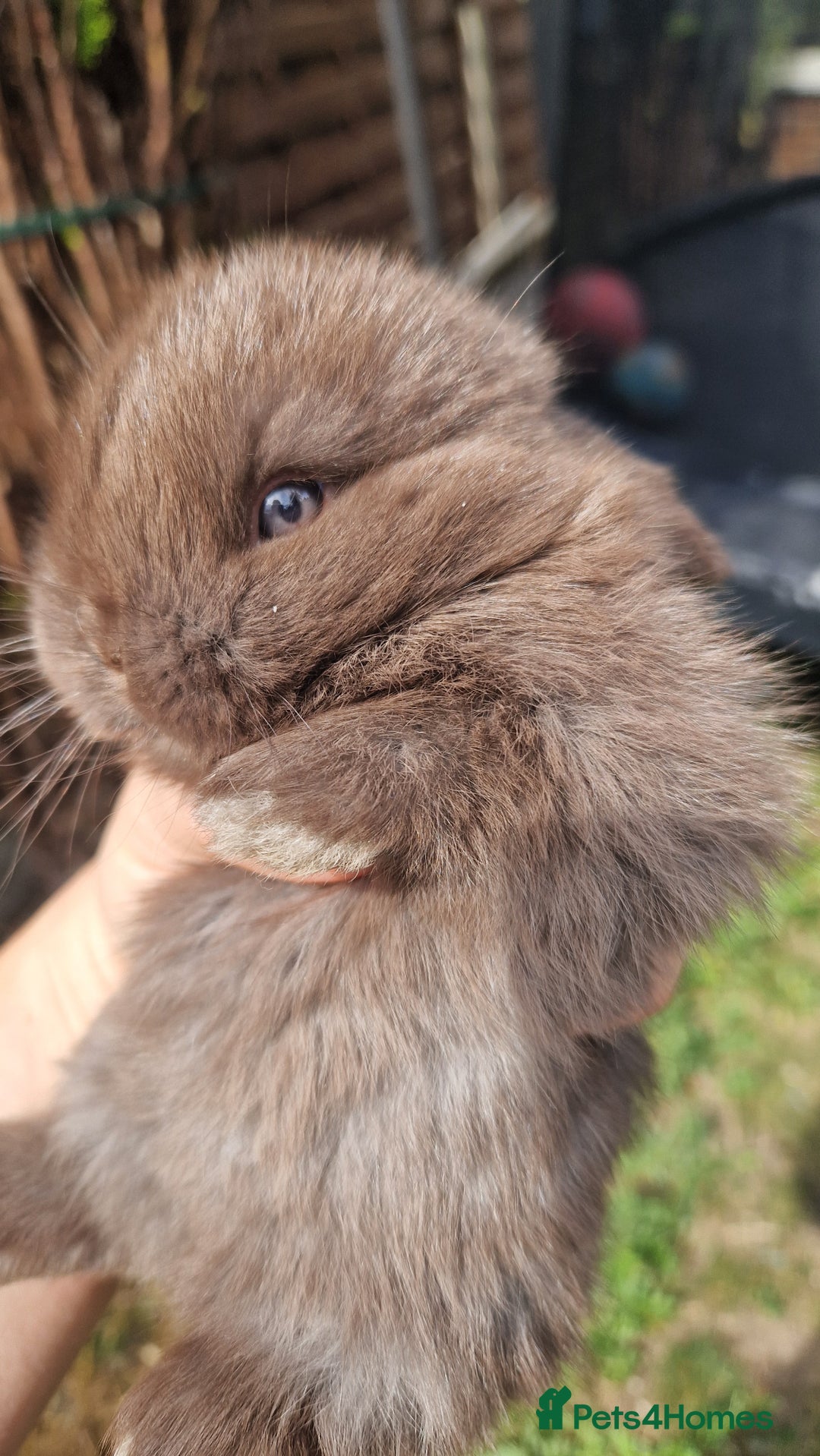 Mini Lop rabbits for sale: 4 mini lops - Image 3