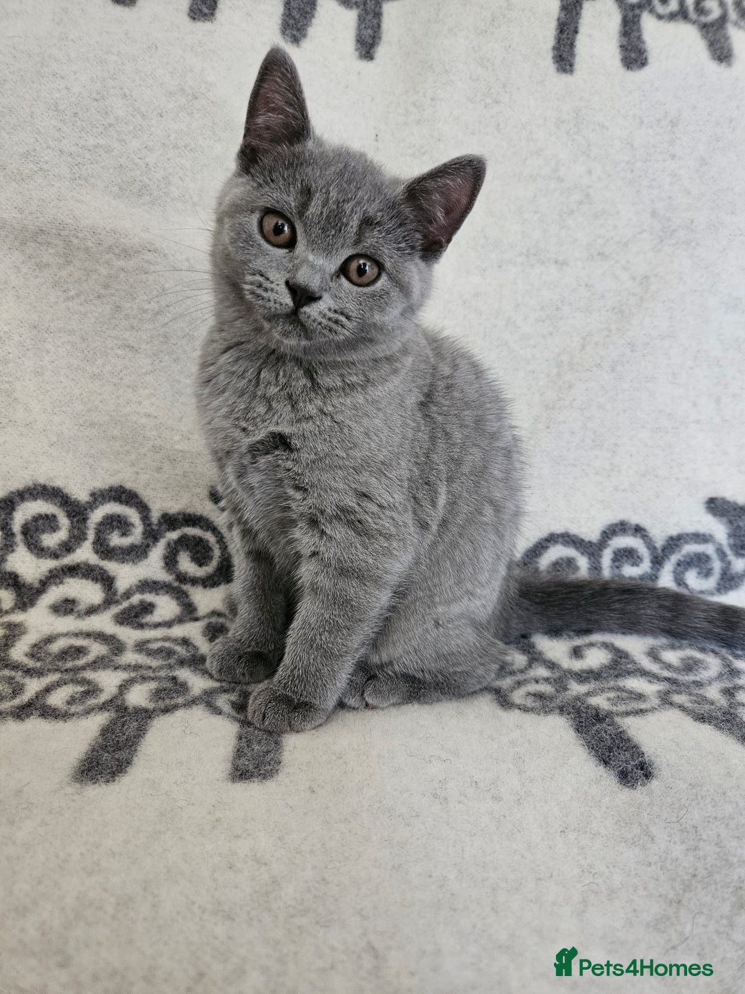 British Shorthair cats for sale: Meet the Purrfect Kittens: Your Future Best Friend - Image 6