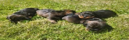 Dachshund dogs for sale: Kc registered teckel  - Advert 13