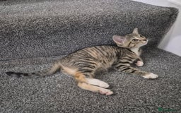 Domestic Shorthair cats for sale: Friendly and Playful Tabby Kitten - Image 4