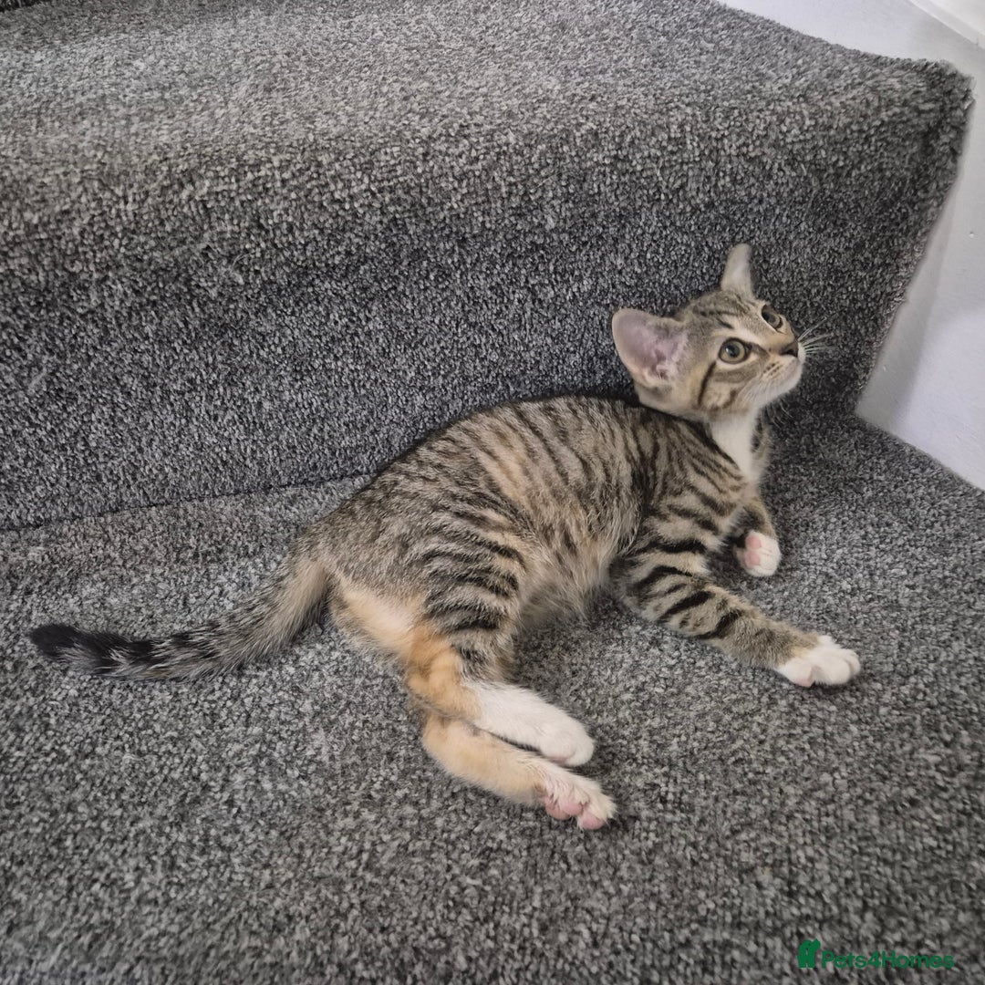 Domestic Shorthair cats for sale: Friendly and Playful Tabby Kitten - Image 4