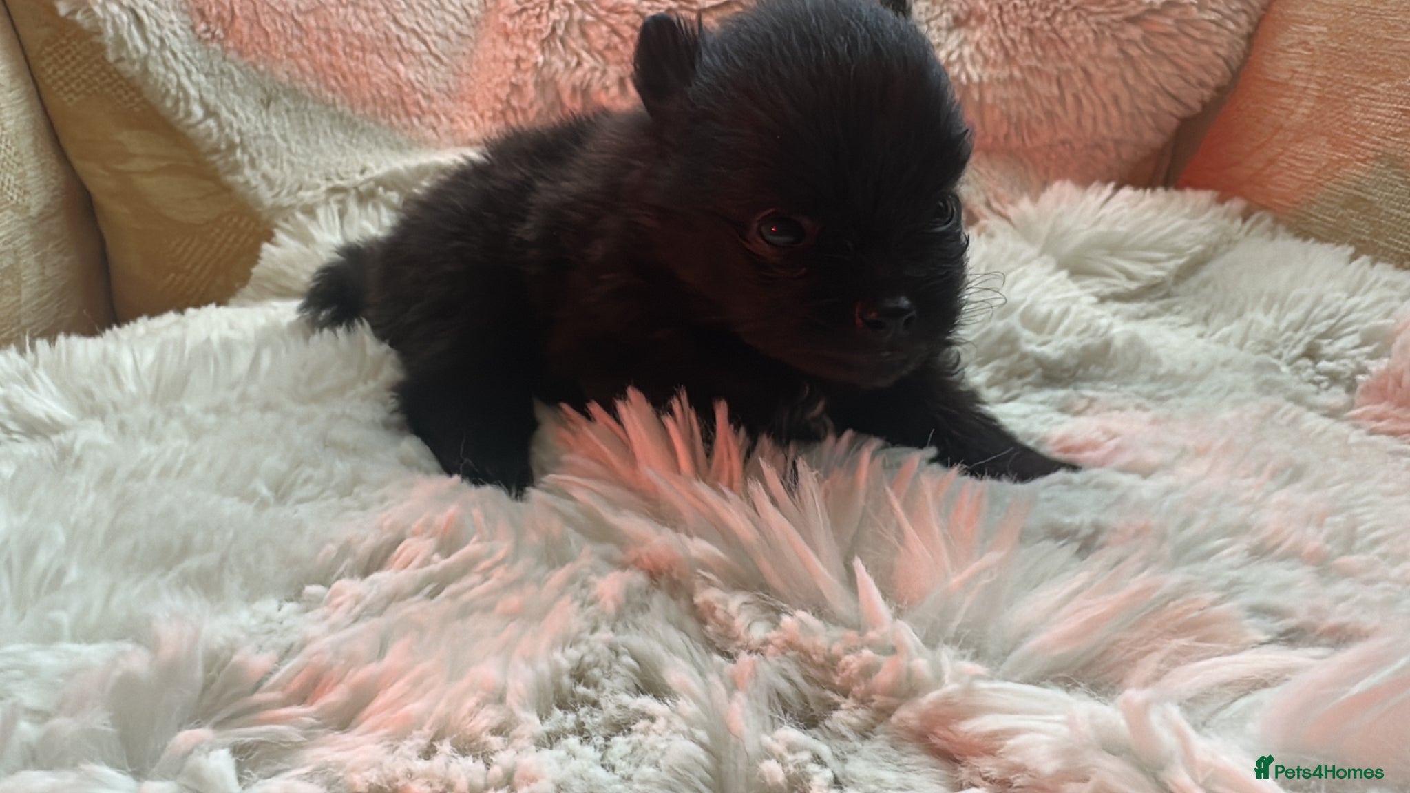 Pomeranian dogs for sale: Russian/Taiwan Pomeranian puppies in Wolverhampton - Advert 9