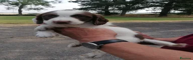 English Springer Spaniel 2