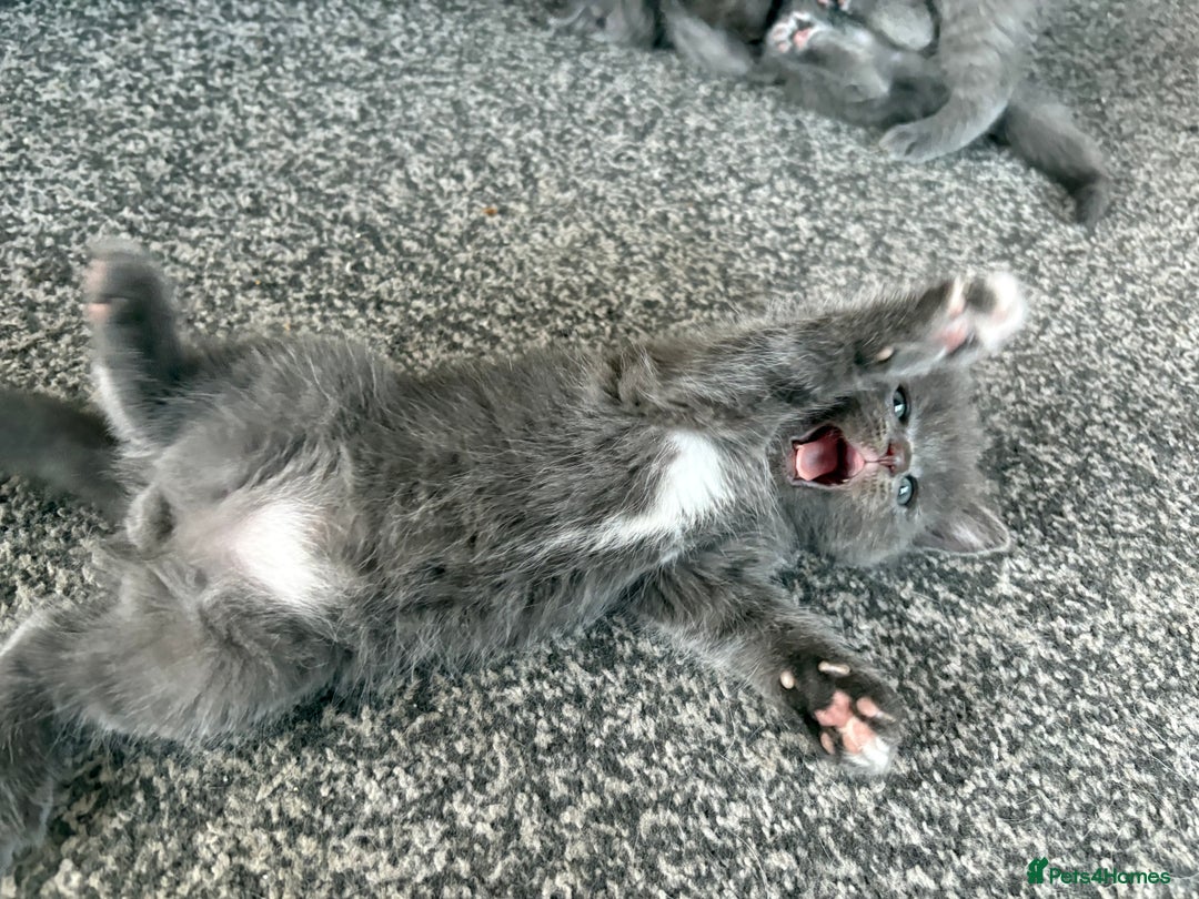 Russian Blue cats for sale: Ragdoll / Russian blue kittens available now  - Image 4
