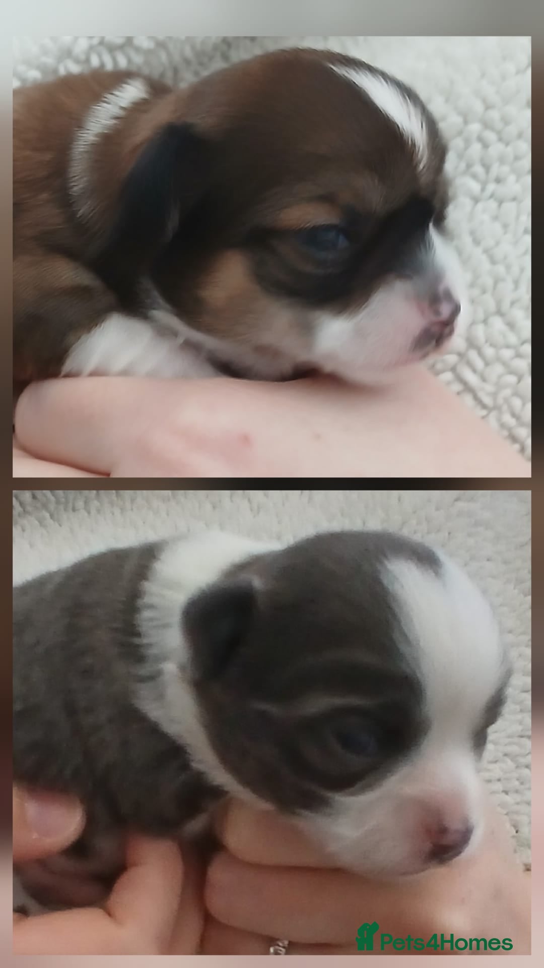 Chihuahua dogs for sale: Excellent pedigree long haired chihuahuas  - Advert 10