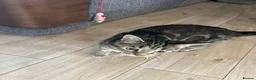 Mixed Breed cats for sale: Mixed breed ginger boys - Advert 12