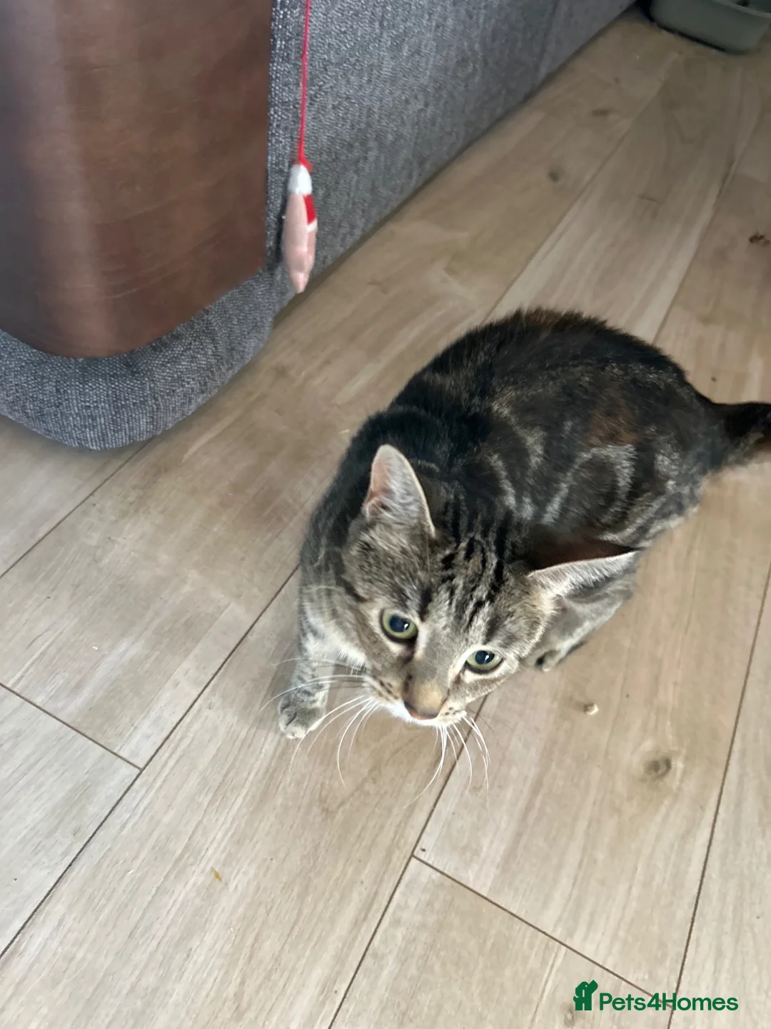 Mixed Breed cats for sale: Mixed breed ginger boys - Advert 12