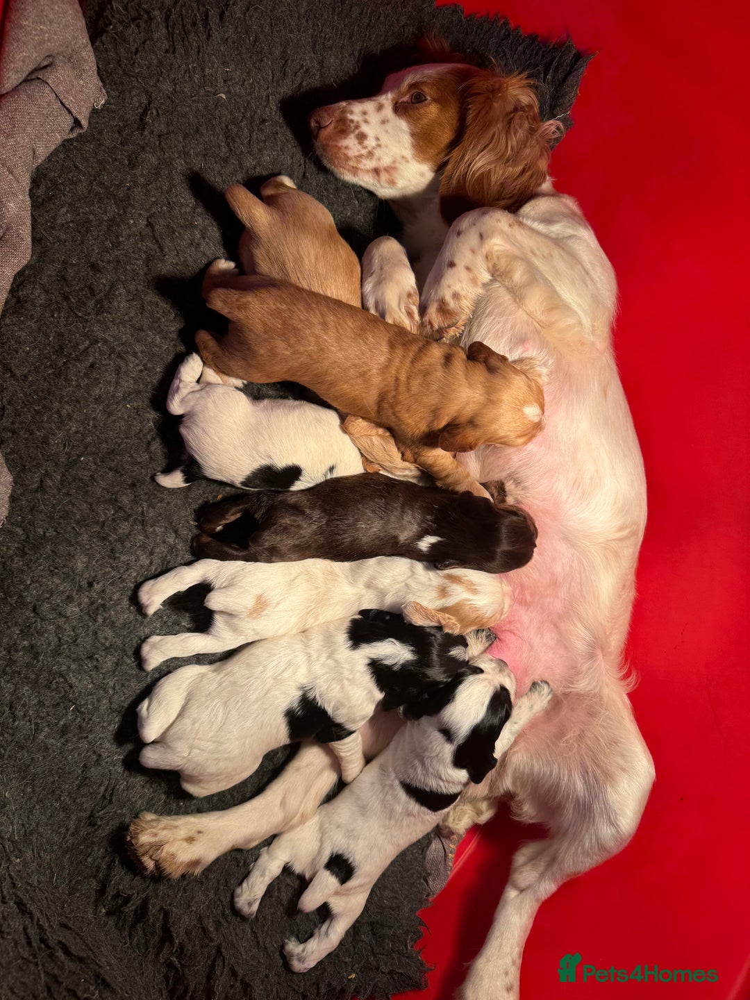 Cocker Spaniel dogs for sale: Working cocker spaniel puppies in Craven Arms - Image 5