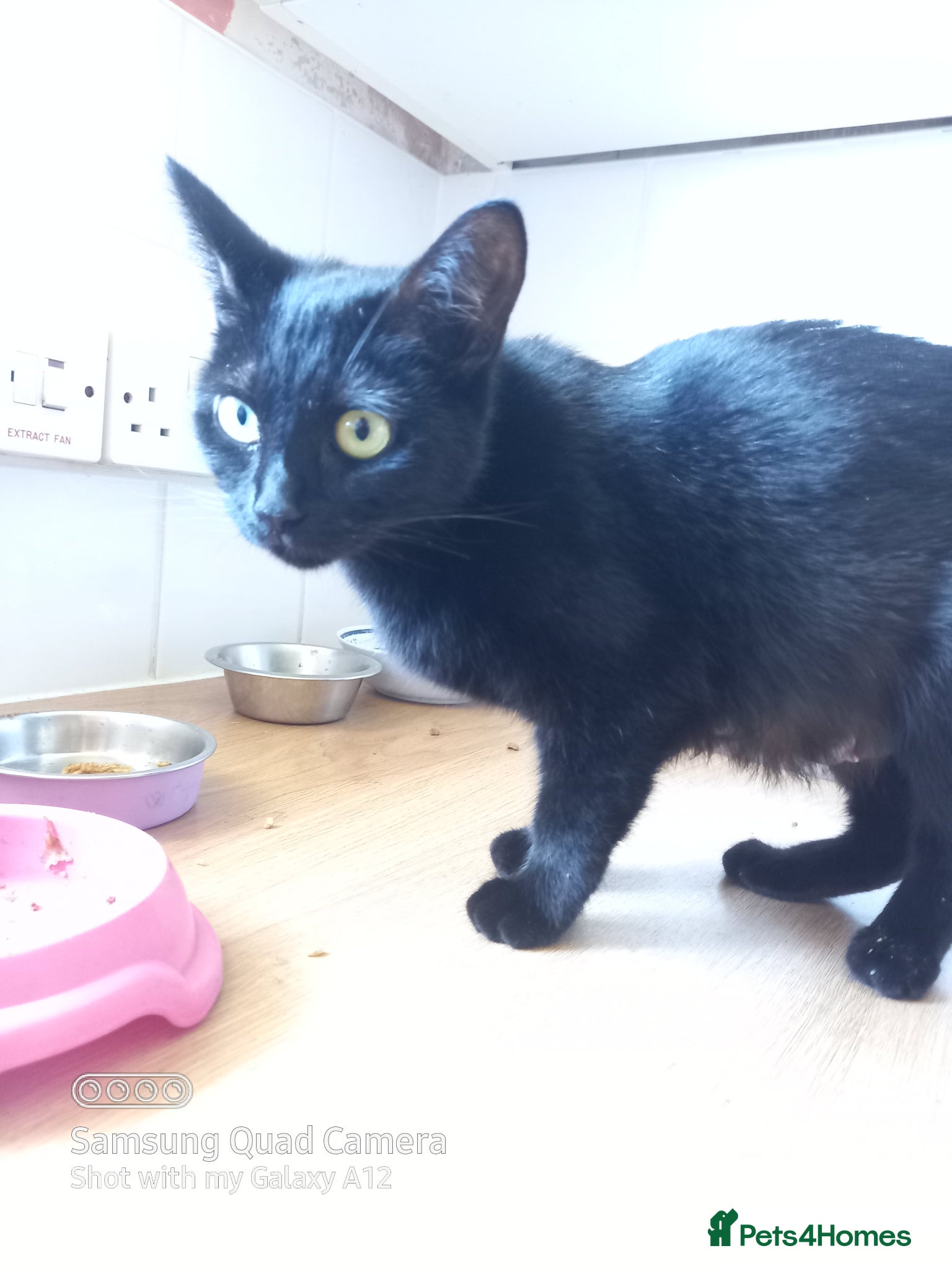 Mixed Breed cats 4 kittens looking for loving homes - Advert 2