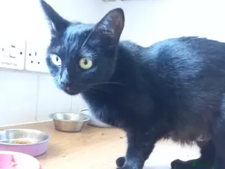 Mixed Breed cats 4 kittens looking for loving homes - Advert 2