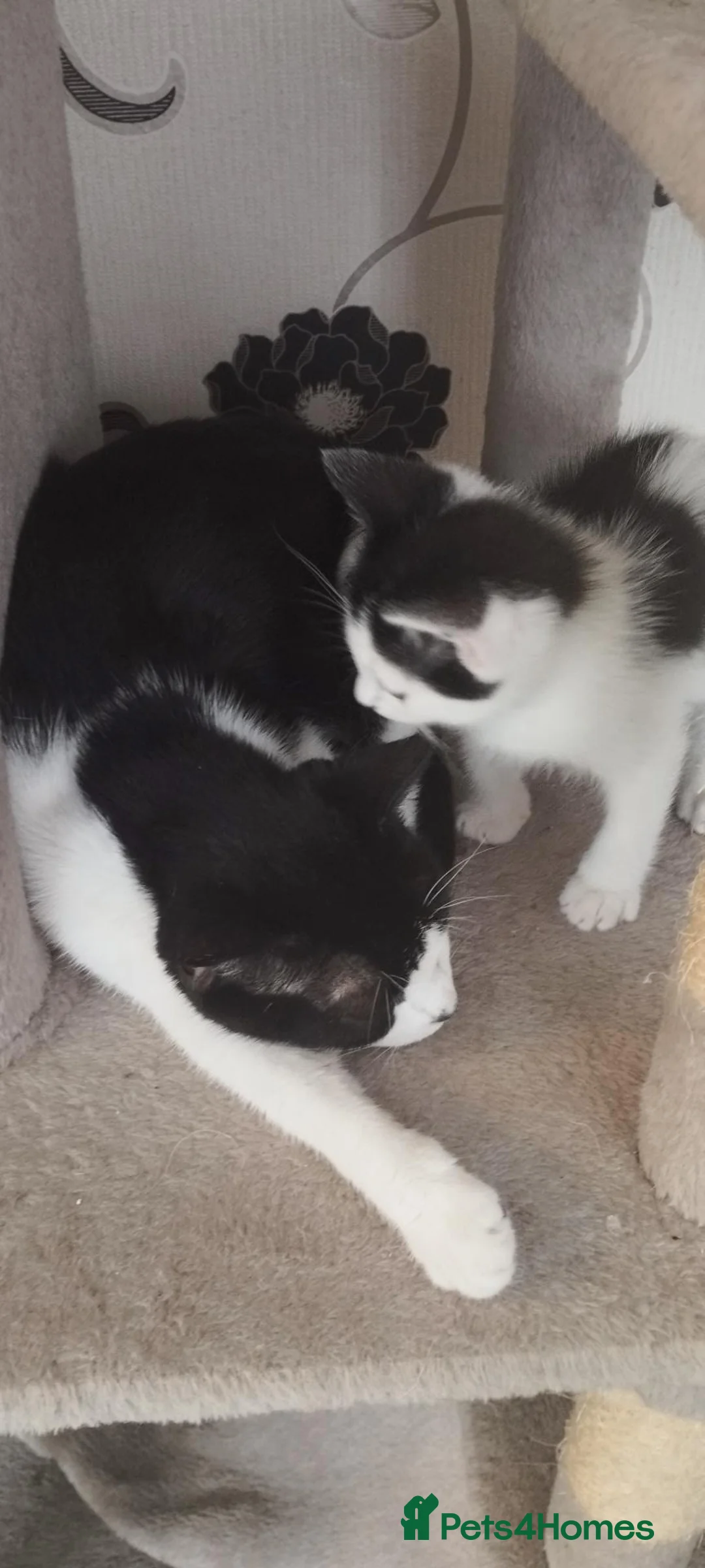 British Shorthair cats for sale: 4 lovely kittens search new homes  - Advert 1
