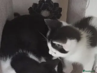 Mixed Breed cats 4 lovely kittens search new homes - Advert 1