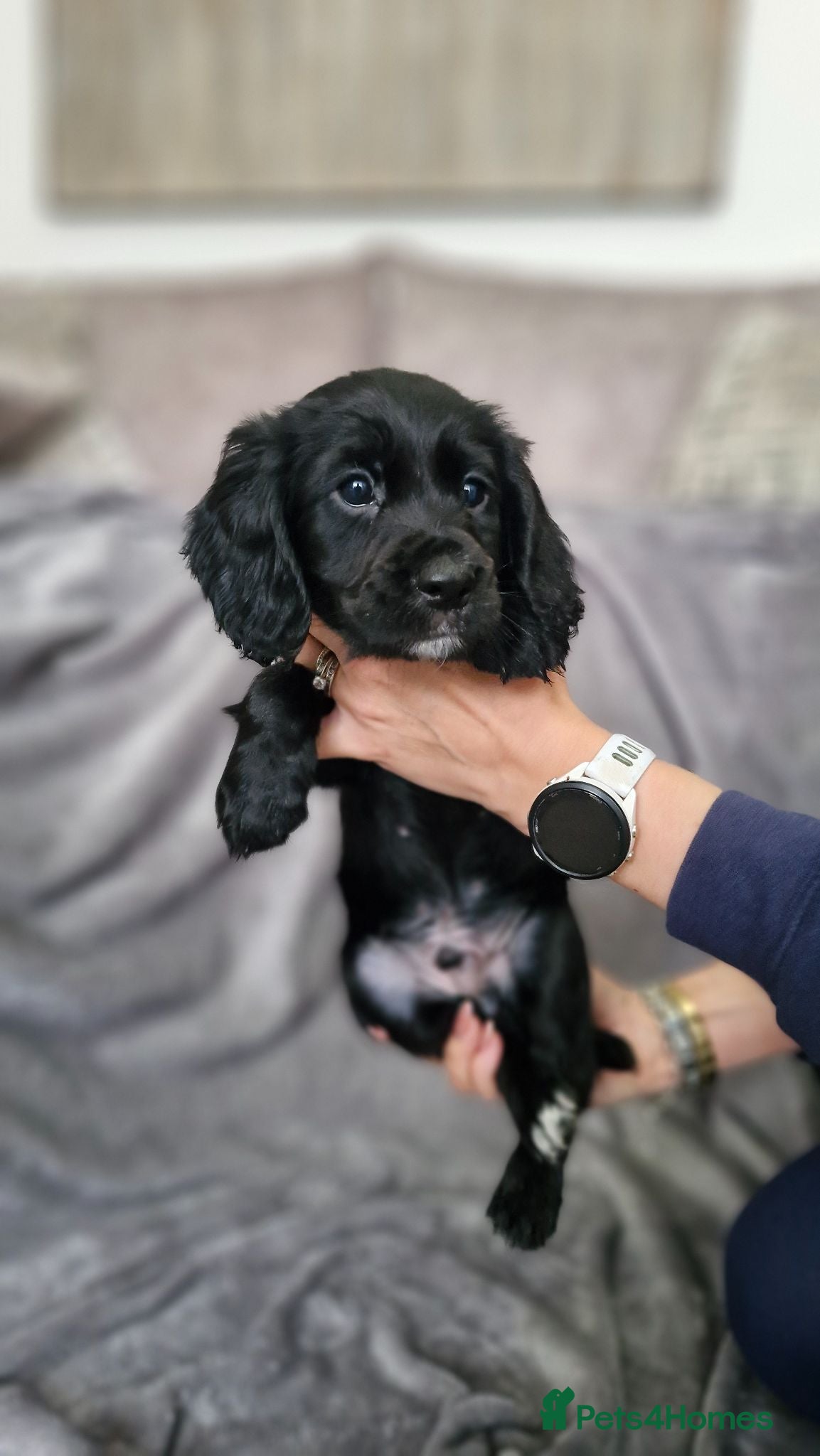 Cocker Spaniel dogs Working Cocker Spaniel Puppies - Advert 1