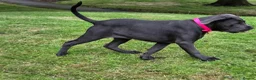 Cane Corso dogs for sale: Cane Corso - Advert 6
