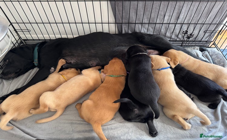 Labrador Retriever dogs - Advert 13