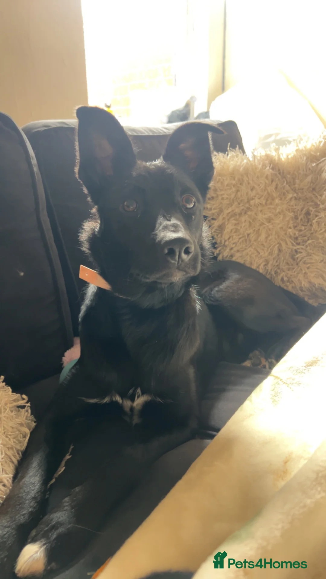 Mixed Breed dogs for sale: Belgian Malinois X Border Collie Girl in Manchester - Advert 2