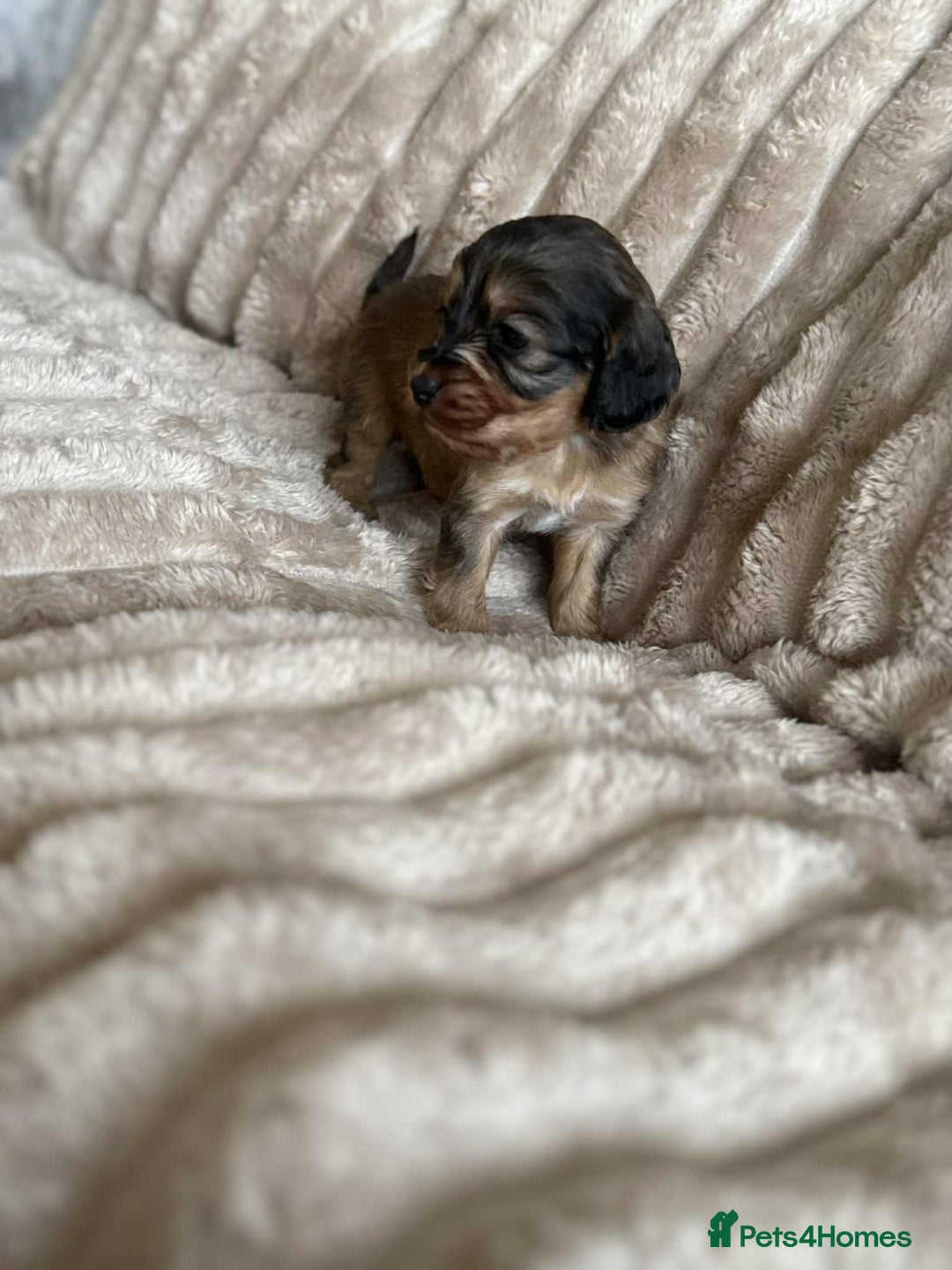 Cockapoo dogs for sale: Cockapoo F1B STUNNING COLOURS 4 available - Advert 26