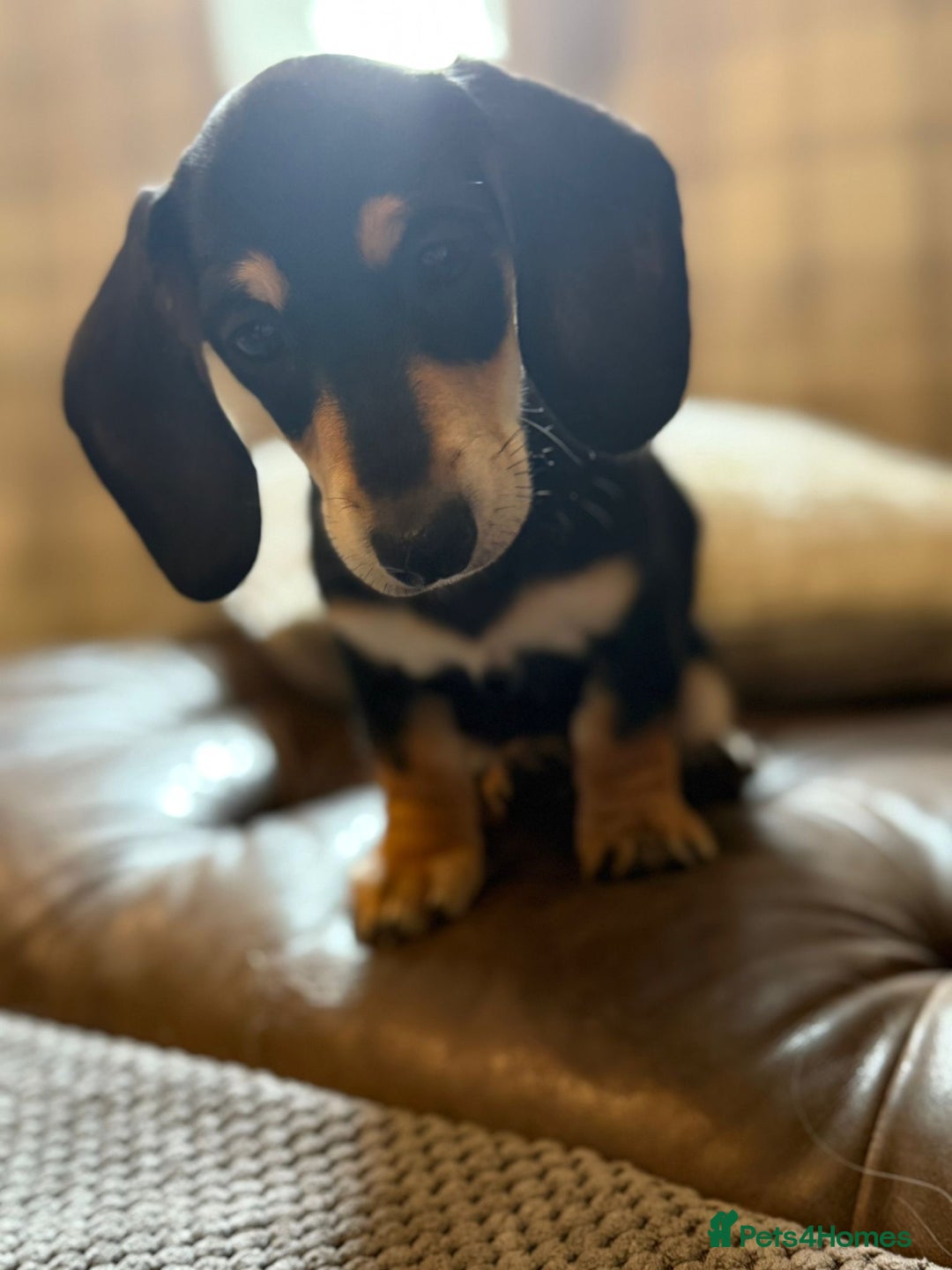 Miniature Dachshund dogs for sale: KC Reg Miniature Dachshund Puppies ✨READY NOW✨ - Image 9