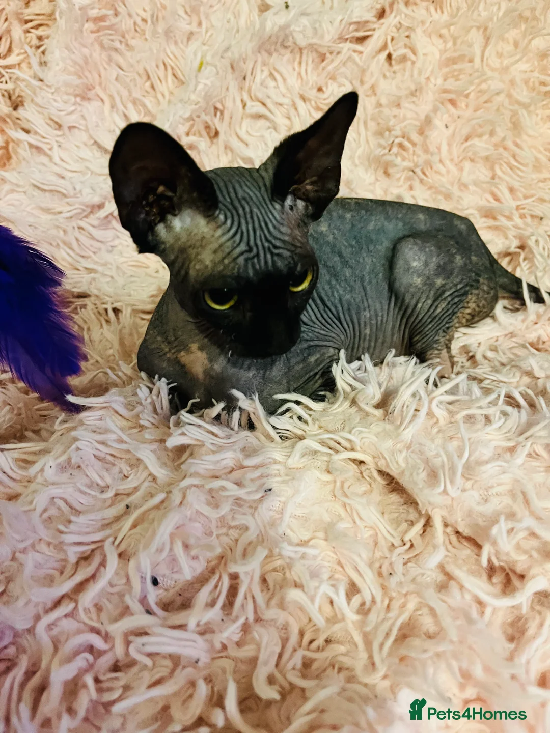 Sphynx cats for sale: Adorable Sphynx Kittens - Advert 3