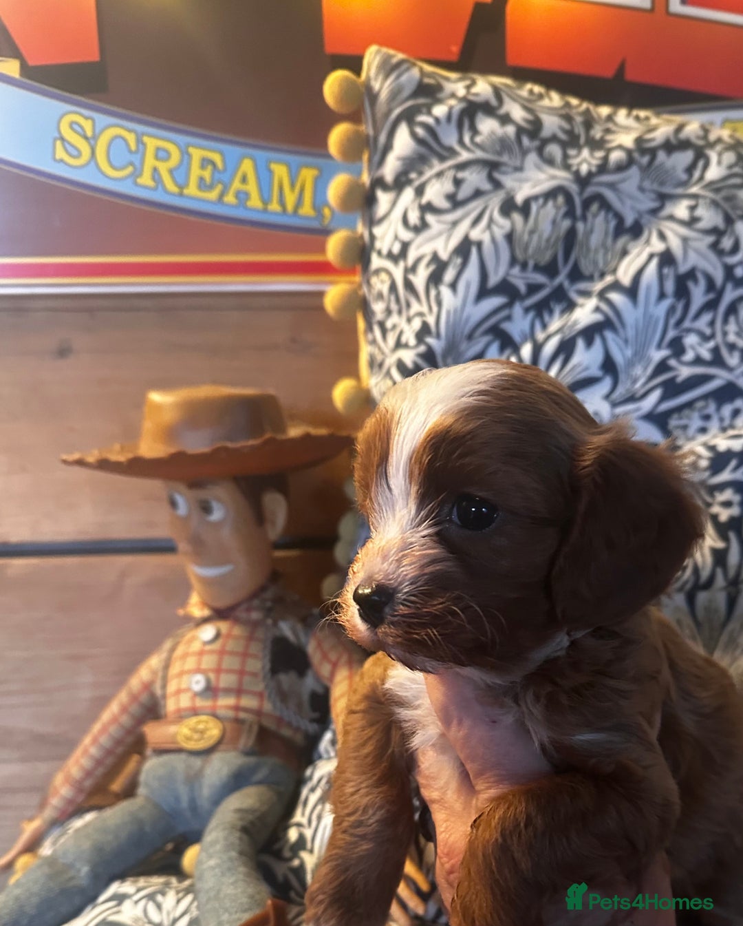 Cavapoo dogs for sale: Bright red not to curly f1 Cavapoo’s  - Advert 20