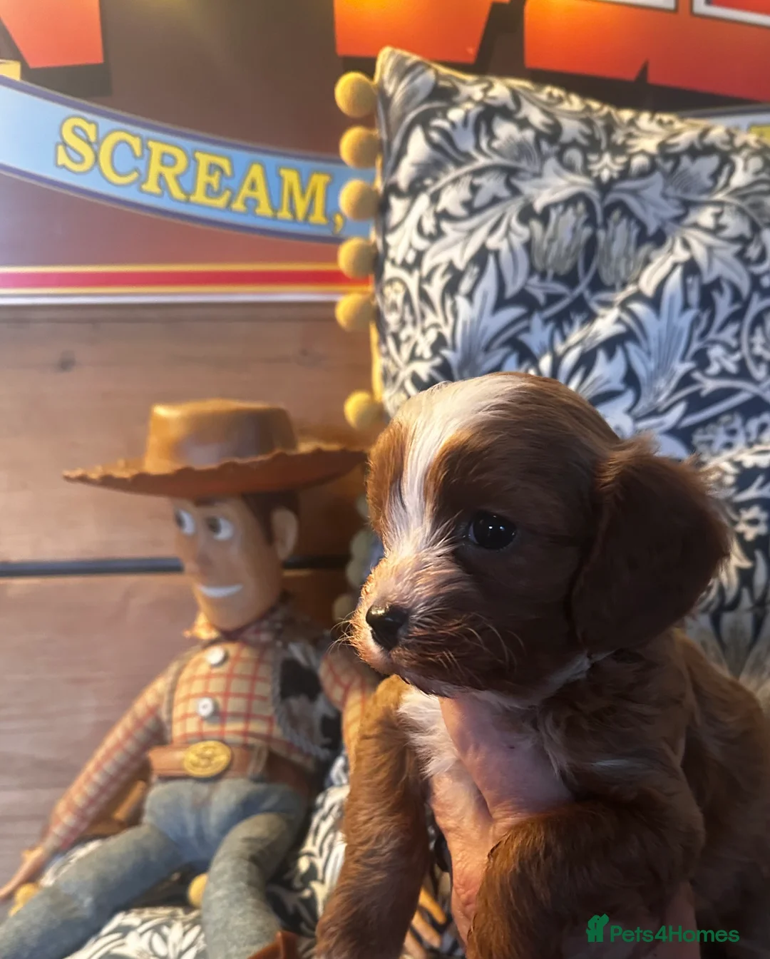 Cavapoo dogs for sale: Bright red not to curly f1 Cavapoo’s  - Advert 18