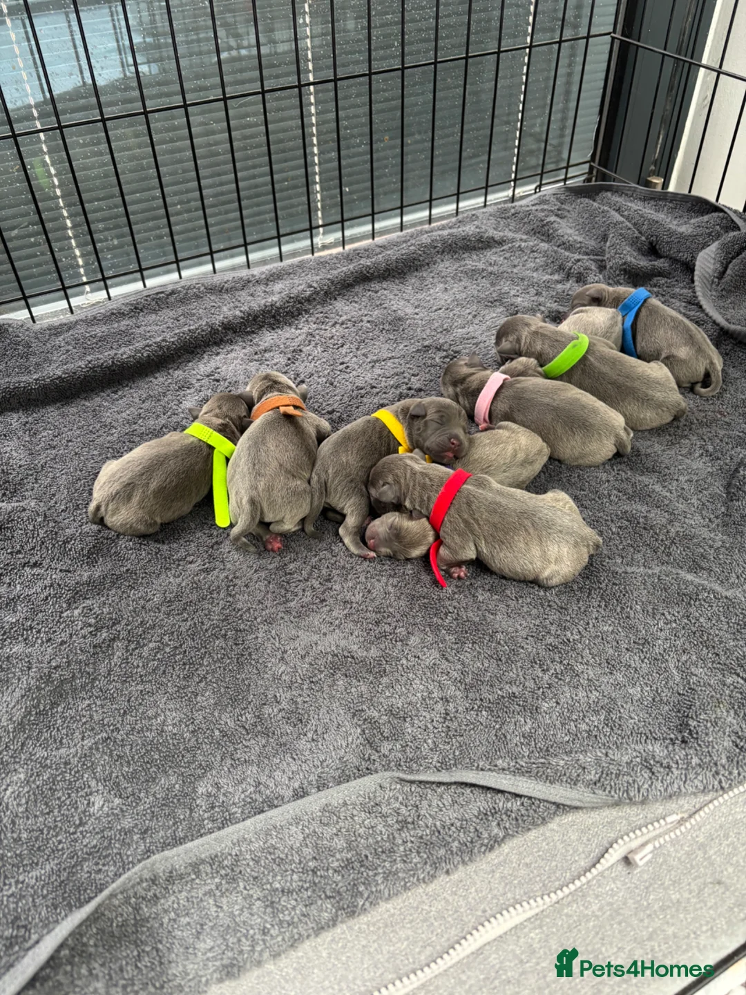 Staffordshire Bull Terrier dogs for sale: Pure Blue Staffordshire Bull Terrier Puppies  in Worcester Park - Advert 5