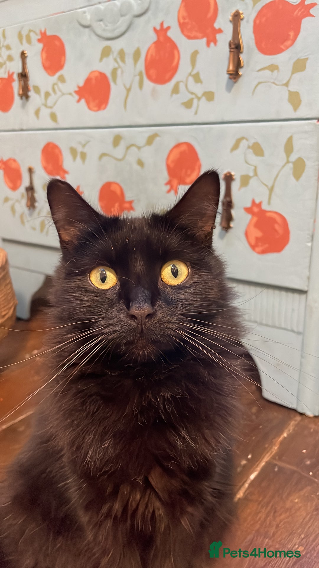 Domestic Shorthair cats for adoption: Zara, 4 year old female neutered  - Advert 2