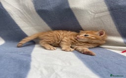 Domestic Shorthair cats for sale: Gorgeous kittens for sale  - Image 4