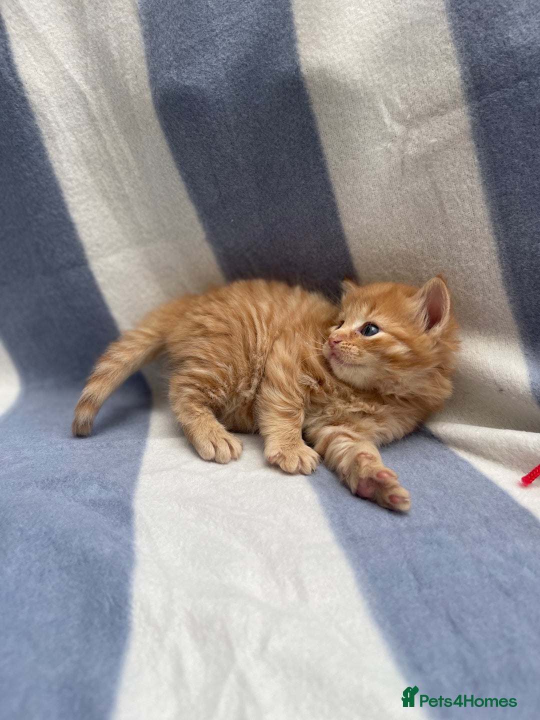 Domestic Shorthair cats for sale: Gorgeous kittens for sale  - Image 4