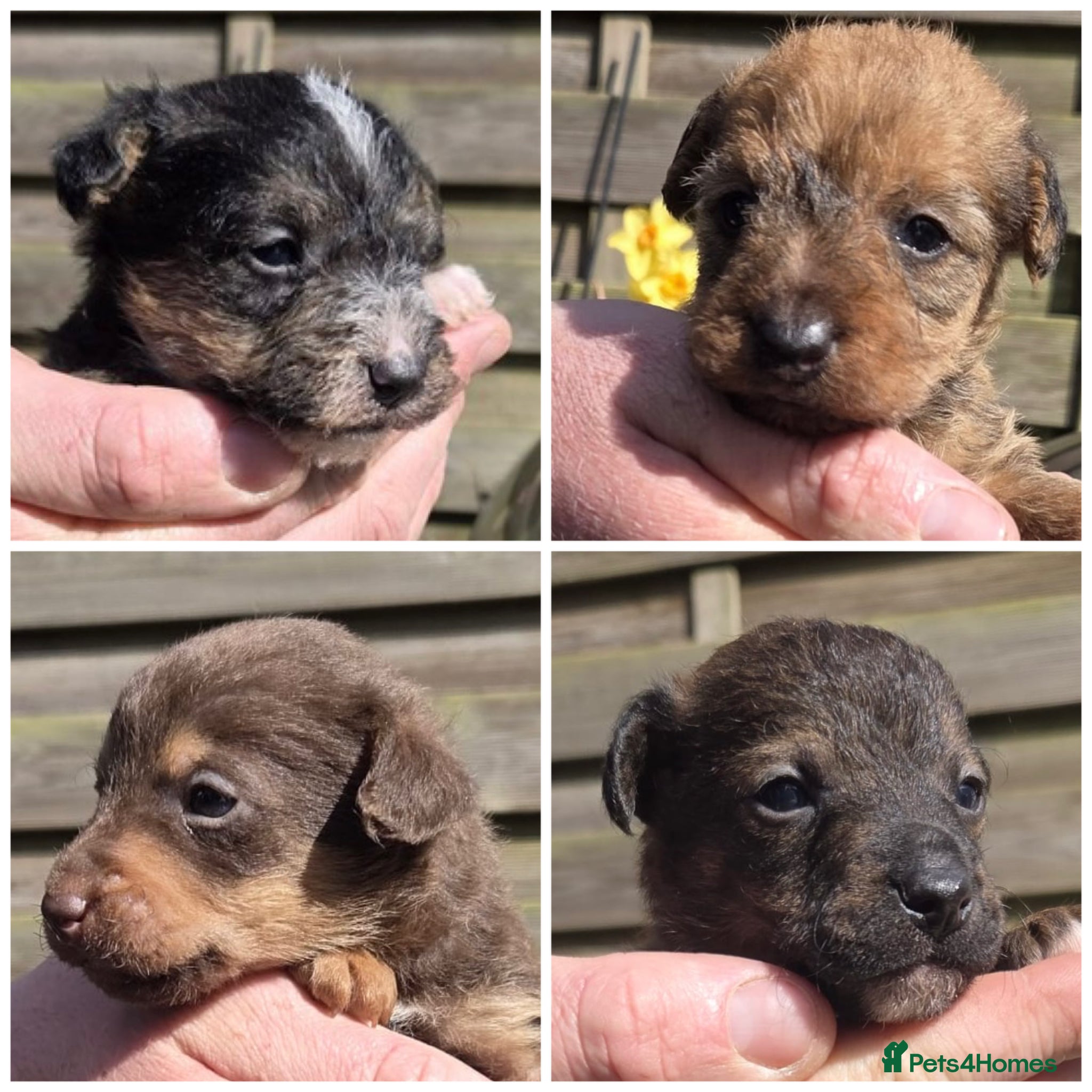 Mixed Breed dogs Beautiful Lakeland Terrier/Poodle Puppies - Advert 1