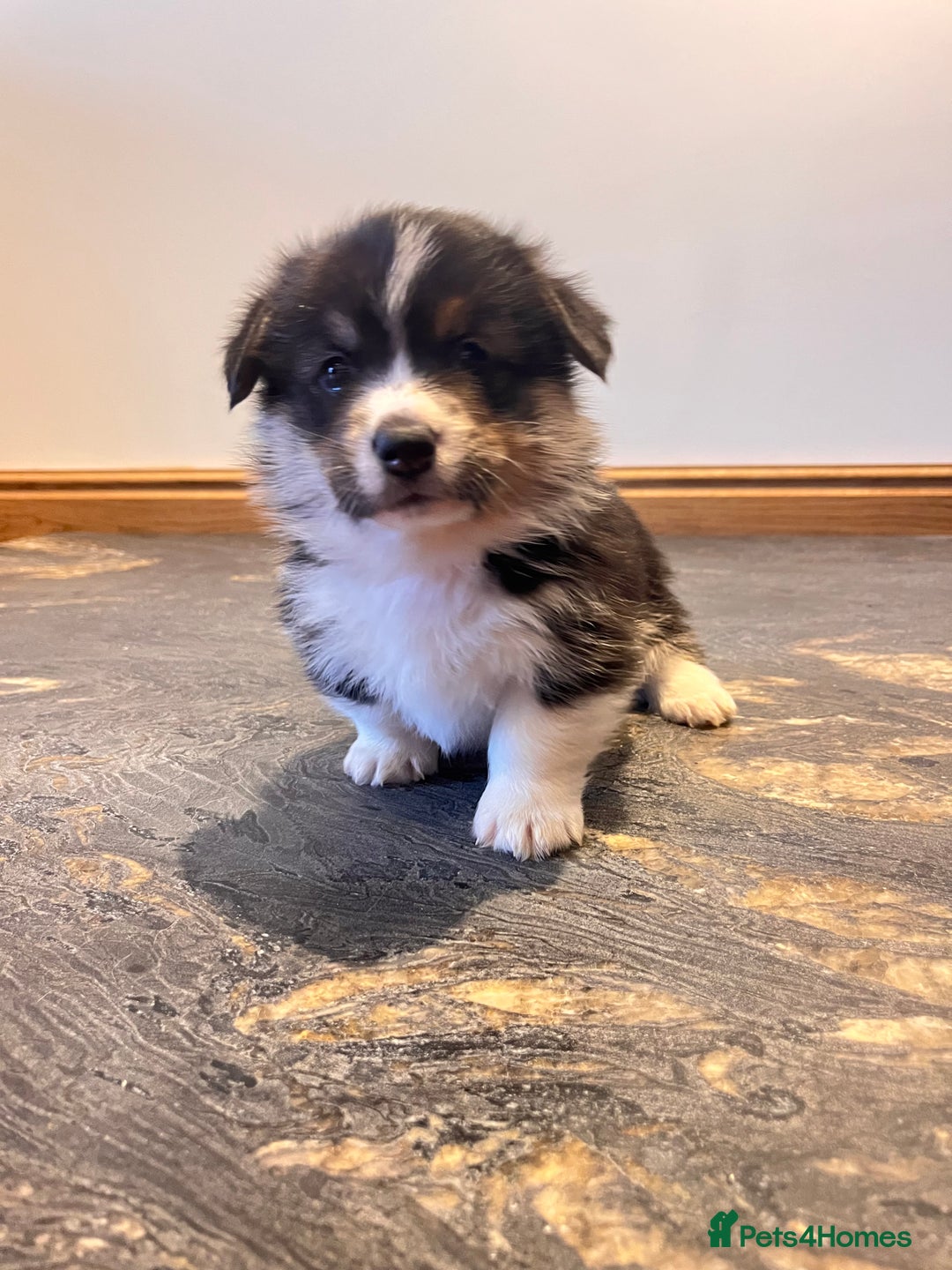 Welsh Corgi Pembroke dogs for sale: KC Pembroke Welsh Corgis (Gorgeous Tri Colour) - Advert 11