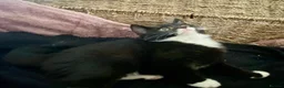 Mixed Breed cats for sale: Beautiful black & white kittens ready to go!  - Advert 3