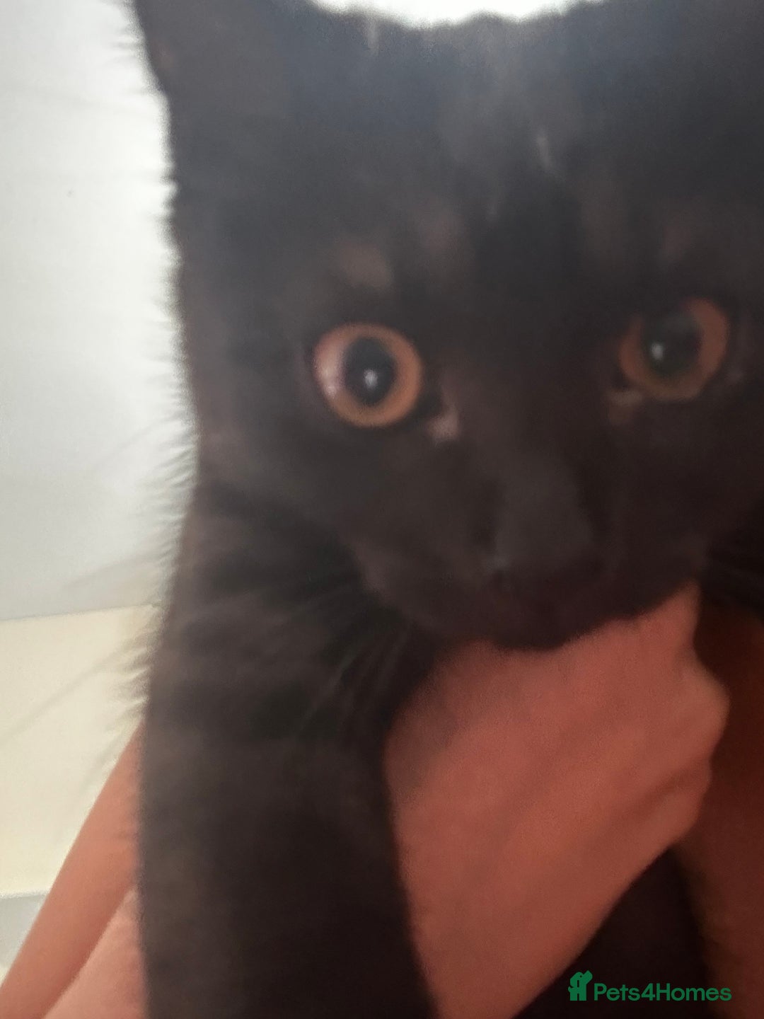Brazilian Shorthair cats for sale: Black Cute Kitten - Image 5