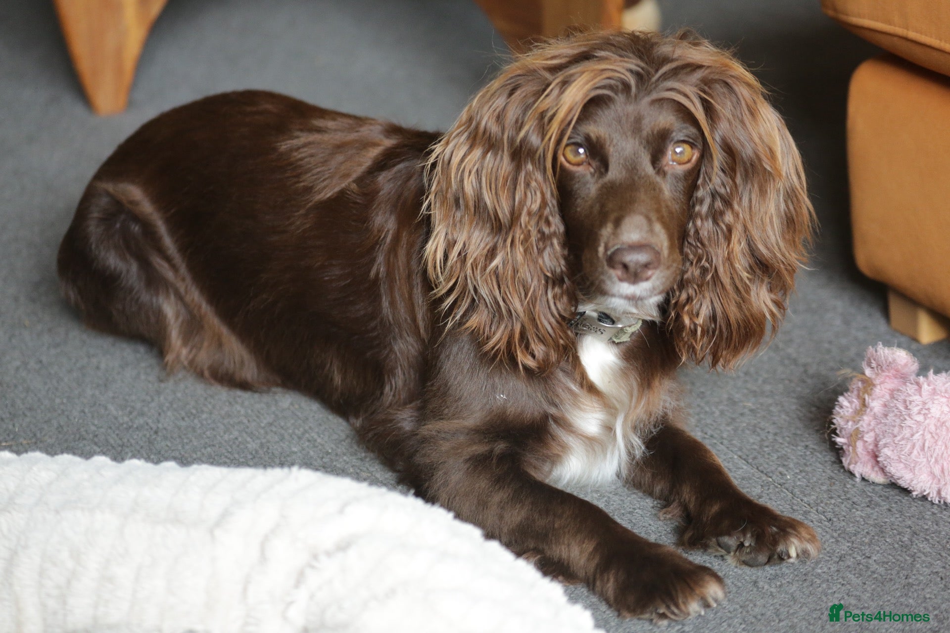 Cocker Spaniel dogs KC Registered Working Cocker Spaniels - Advert 1