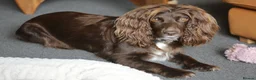 Cocker Spaniel dogs for sale: KC Registered Working Cocker Spaniels in London - Advert 1