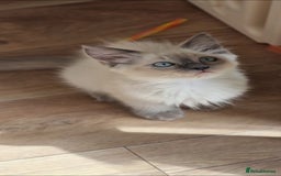 Ragdoll cats for sale: Stunning Bluepoint Pedigree Ragdoll Kittens Ready - Advert 2