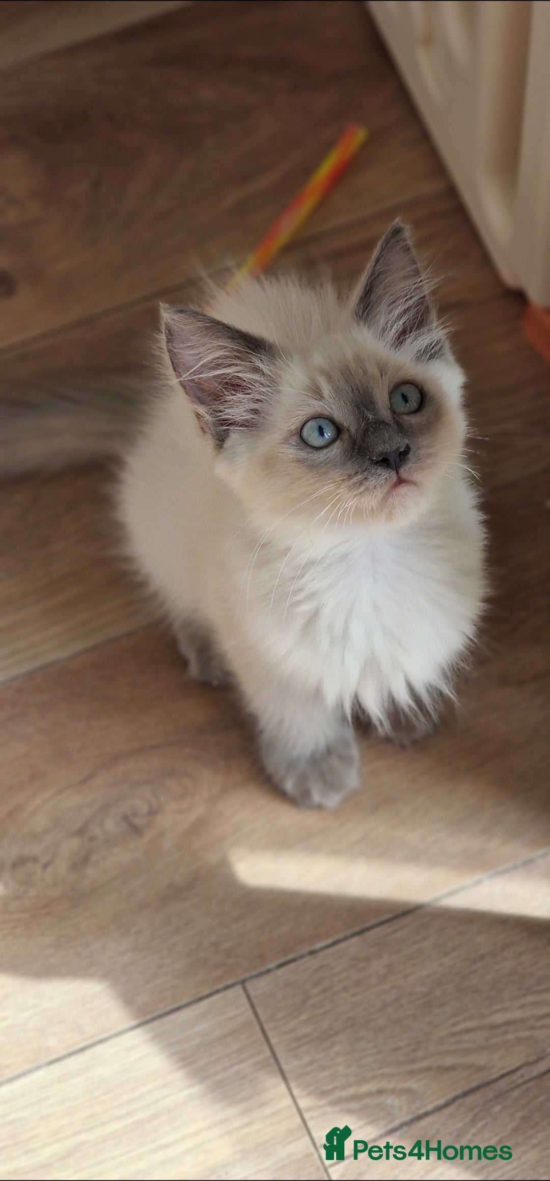 Ragdoll cats for sale: Stunning Bluepoint Pedigree Ragdoll Kittens Ready - Advert 2
