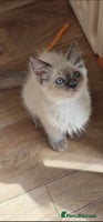 Ragdoll cats Stunning Bluepoint Pedigree Ragdoll Kittens Ready - Advert 2