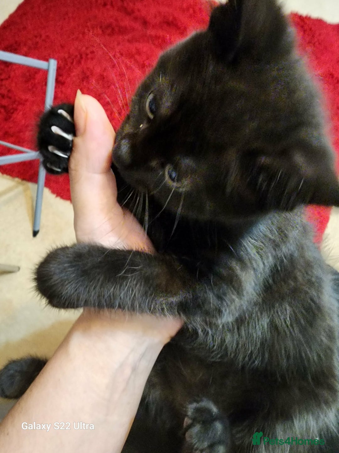 Mixed Breed cats for sale: Three playful mixed breed kittens for sale - Advert 11