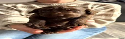 Cocker Spaniel dogs for sale: Stunning litter of cocker spaniels - Advert 37