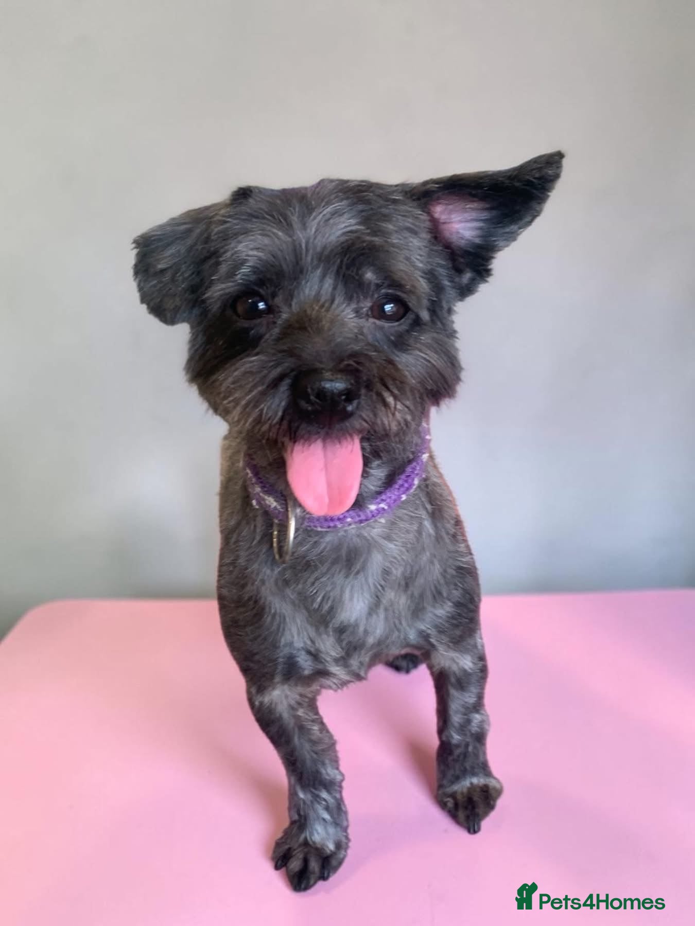Mixed Breed dogs Minnie - female crossbreed - Advert 1