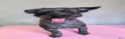 Mixed Breed dogs for sale: Minnie - female crossbreed in Doncaster - Advert 1