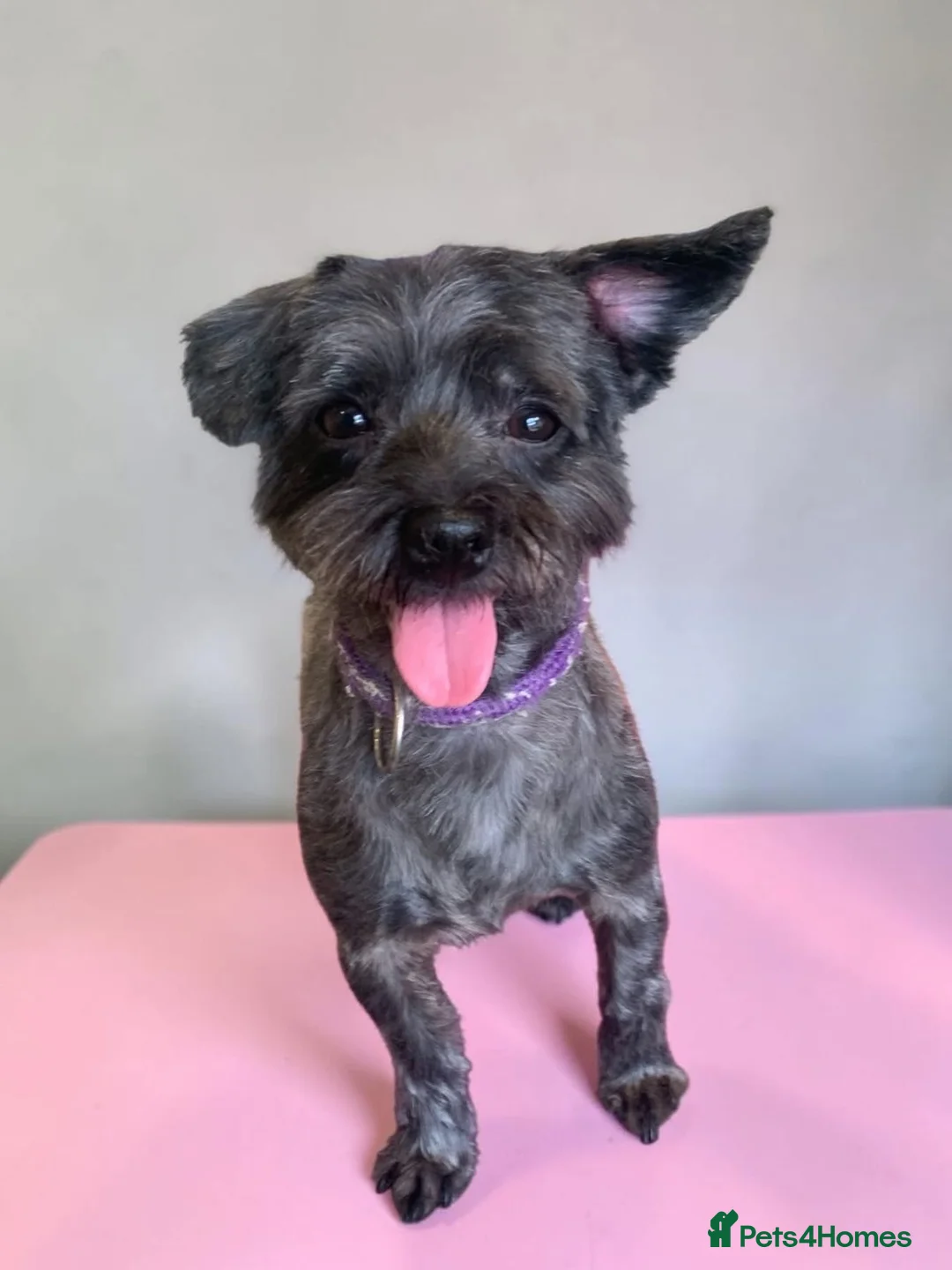 Mixed Breed dogs for sale: Minnie - female crossbreed in Doncaster - Advert 1