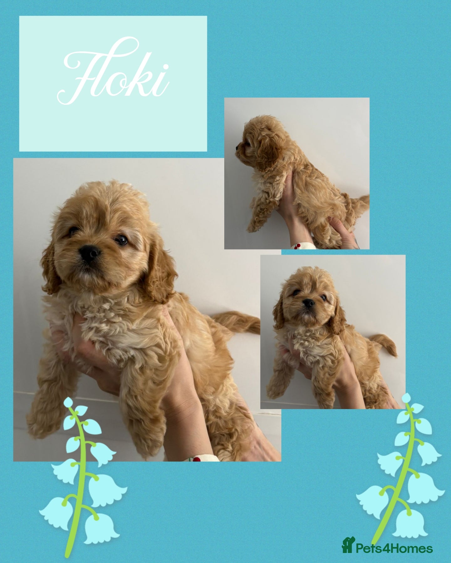 Cavapoo dogs Beautiful f1 cavapoos - Advert 1