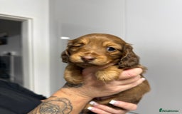 Miniature Dachshund dogs for sale: Beautiful Longhair miniature Dachshund - Image 17