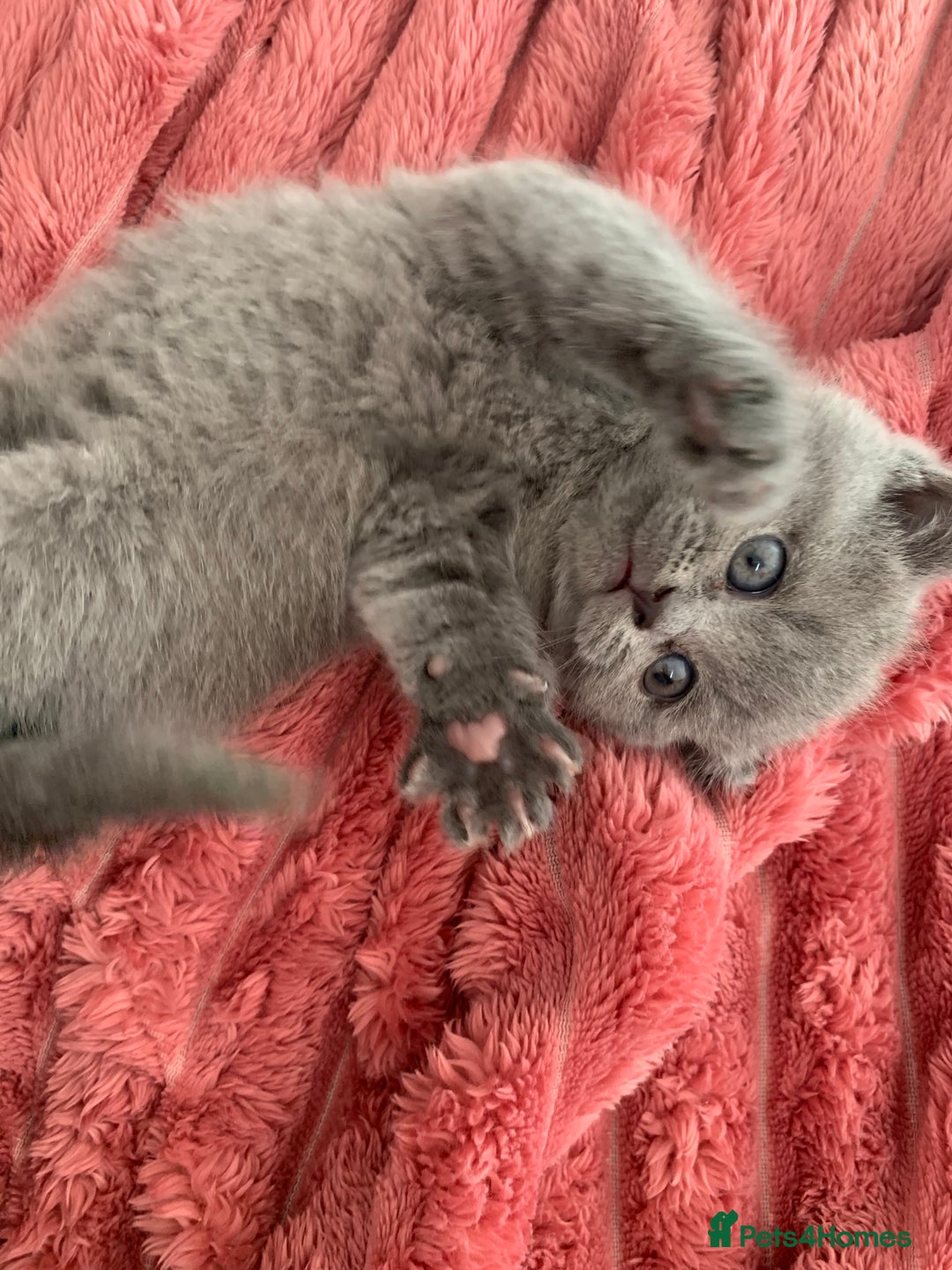 British Shorthair cats for sale: British shorthair - Advert 8