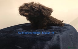 Cockapoo dogs for sale: F1 Cockapoo - Image 8